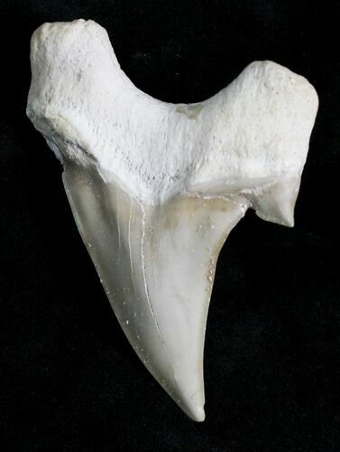 Otodus Shark Tooth Fossil - Eocene #22661